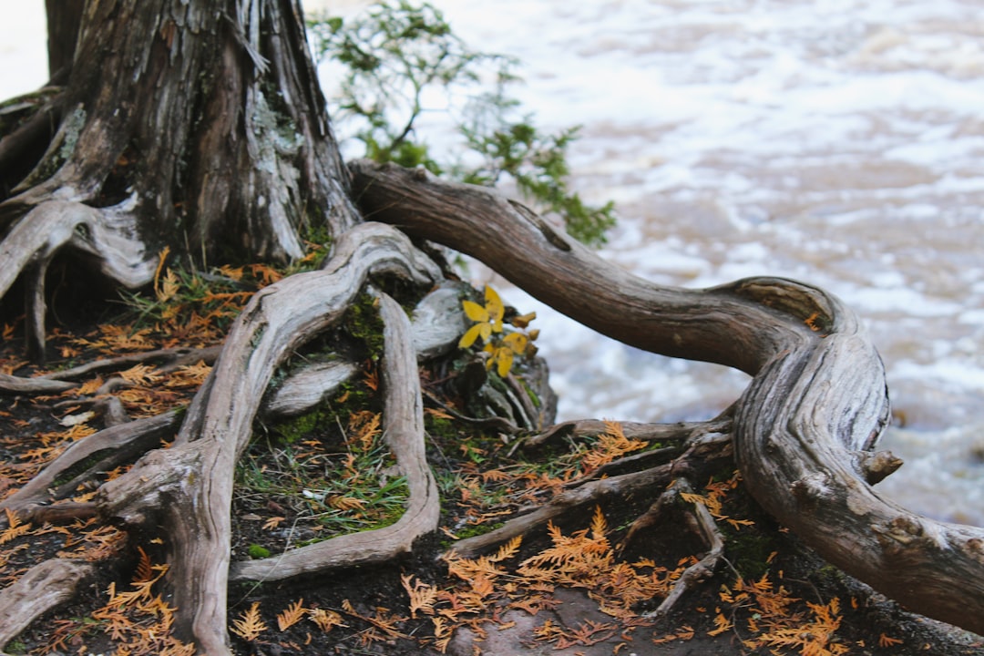 Photo Tongkat Ali root